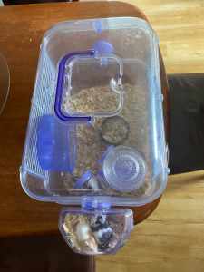 Three female mice Cage and food