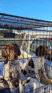 Purebred German shorthaired pointers