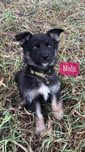 Shepsky Puppies all ready for good homes