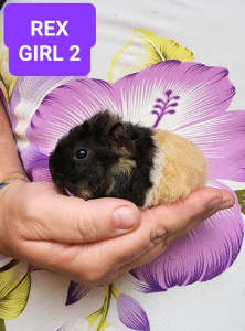 2 REX BABY GIRL GUINEA PIGS FOR SALE