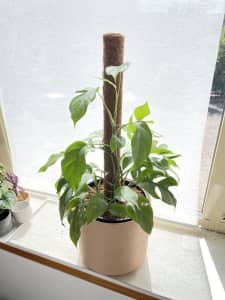 Indoor plant - Rhaphidophora Tetrasperma (pot and moss pole included)