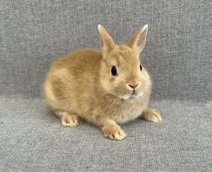 Baby Pure-bred Netherland Dwarf Rabbit