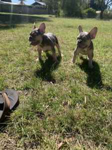 Male and female Lilac and tan French bulldog puppies