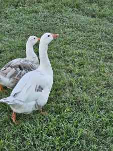 Breeding pair of geese 