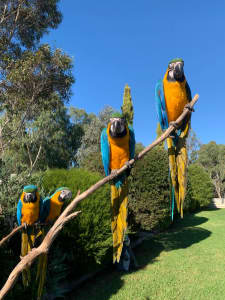 Matts Macaws