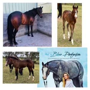 Mare and Foal Package