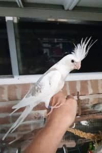 Handraised Male Baby Cockatiel for sale 