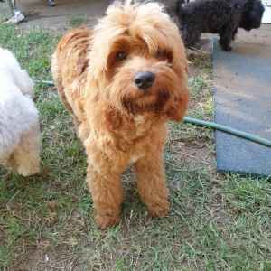 Cavoodle needs a loving family ( re homing)