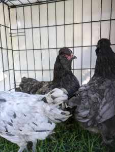 Splash Araucana and two Easter Eggers - pullets