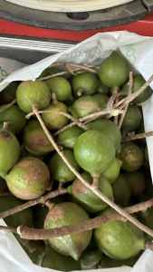 Fresh Organic Macadamia Nuts $5 per Kg