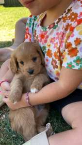 Male Toy Cavoodle 