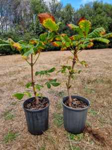 Horse Chestnut plants for sale
