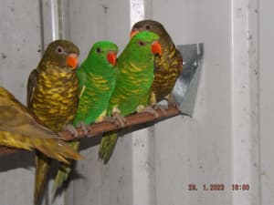Lorikeets For Sale