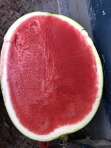 Watermelon , seedless & seeded