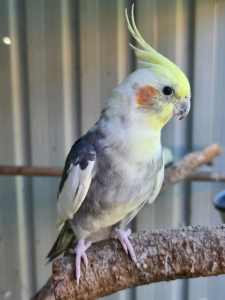 Wanted: WANTED: Cockatiel, budgie or canary chick or handraised adult