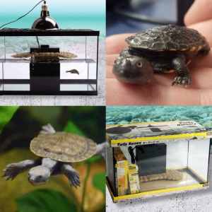 🐢💦 Baby Short Neck & Long Neck Turtles 🐢💦 Aquarium Fish Paradise 