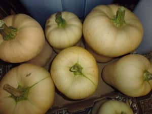 Organic Pumpkin, Lettuce exchange for fruits, onion