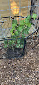 Crimson seedless grape vine 80cm tall