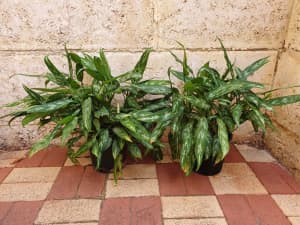 Dieffenbachia: well suited to growing indoors