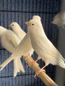 Female White canaries $25.00 each or 5 for100.00