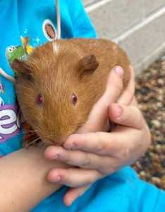 Guinea Pigs for Sale 4 females