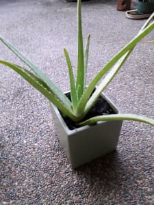Aloe vera plant very healthy