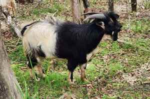 7 month buck Miniature nigerian goat.