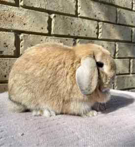 Purebred Mini Lop Rabbits (Does)