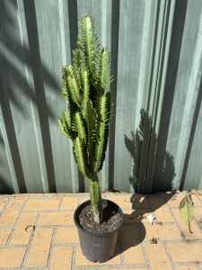 Cactus for sale
