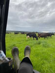 Dairy farm work available in Tassie!