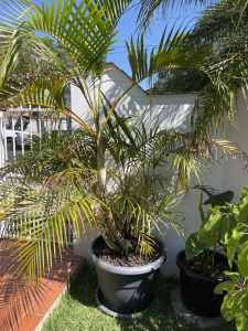 Palm tree - mature