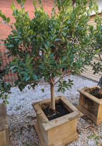 Standard Ficus in concrete pot 2 of 3