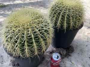Golden barrel cactus 24 - 25cm measured across