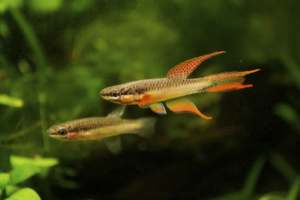 Aphyosemion Bitaeniatum - Melbourne Tropical Fish