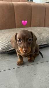 🎀 LAST GIRL LEFT READY NOW 🎀 miniature dachshund puppies 🐾