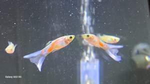 Blue Double Sword tail guppies 