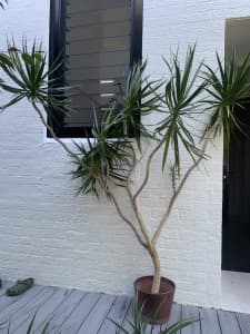 Large Dracena Dragon Tree plants for free