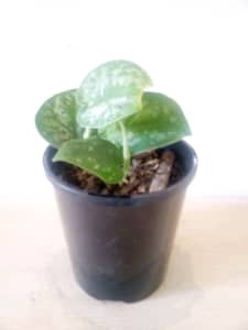 Scindipasus Pictus Satin Pothos and more