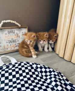 Stunning Persian cross kittens 8weeks