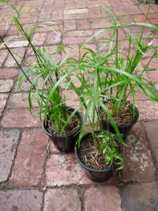 Umbrella grass (Cyperus Alternifolius), 1 pot left for sale