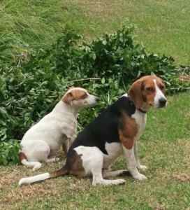 Purebred Jack Russell and Beagle x Jack Russell