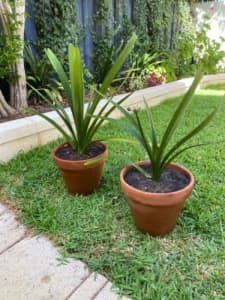 Clivia plant in terracotta pots x2
