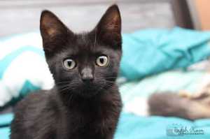 Connie rescue kitten NK6139 vetted-Joining PETstock Brighton