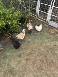 4 Backyard chickens for Sale.