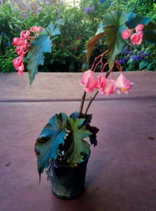 Begonia in a 140mm pot