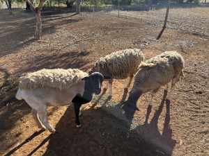 Dorper Sheep - Ewes -$80 each