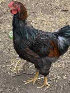 Wyandotte rooster