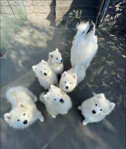 Purebred Female Samoyed Puppies - Pending