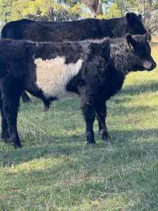 Galloway Steer and Heifer 7 months old