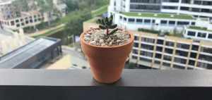 Succulent in terracotta pot for sale!